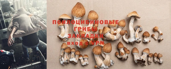 каннабис Аркадак